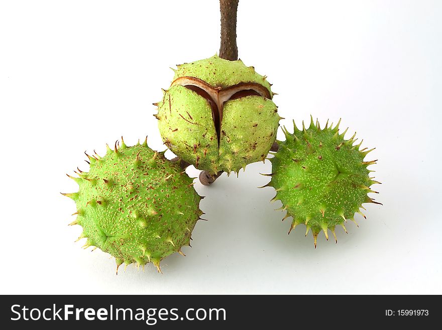 Chestnuts are isolated on a white background