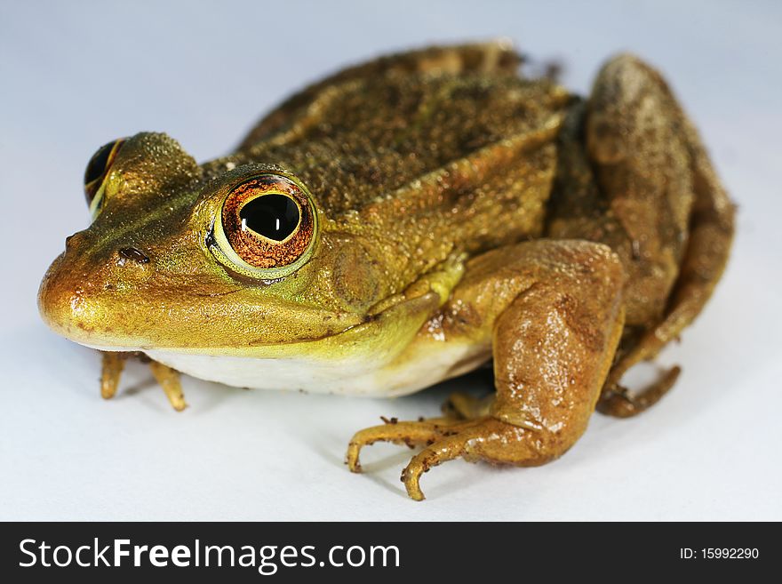 Green-brown frog on white background.