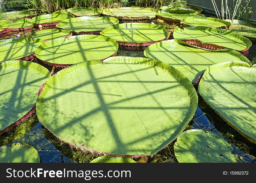 Lily Pads at Monets Garden