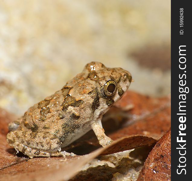 Malaysian brown orange frog in a bush. Malaysian brown orange frog in a bush