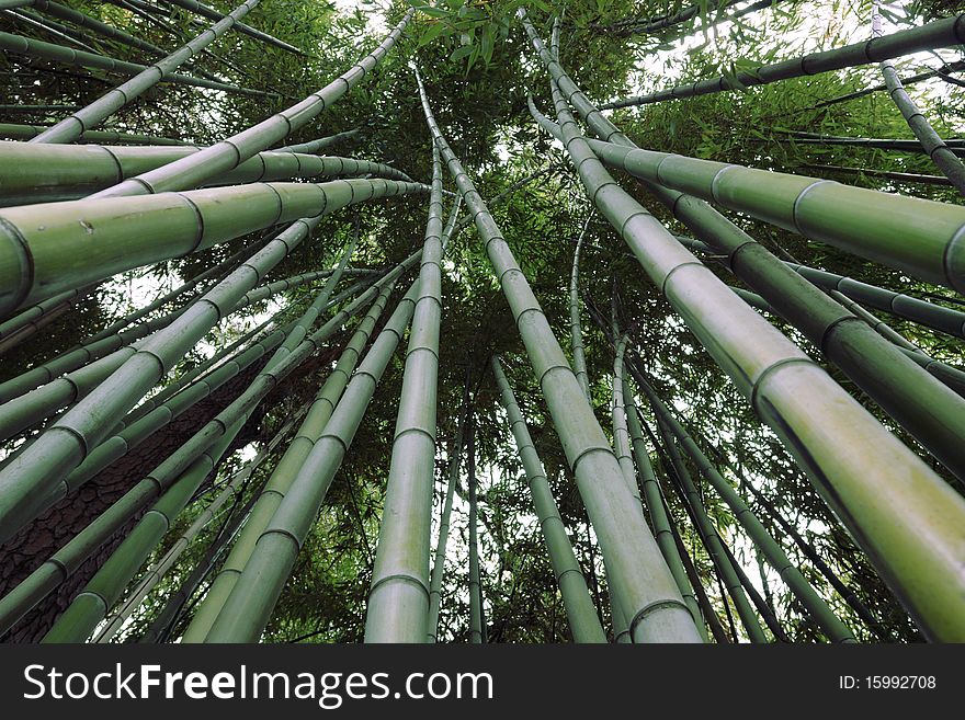 The Young stems of the bamboo. Prospect.