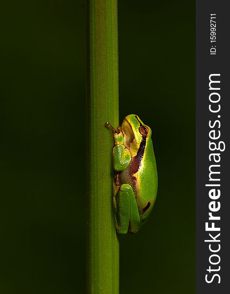 European tree-frog (Hyla arborea) on a green stem, dark background