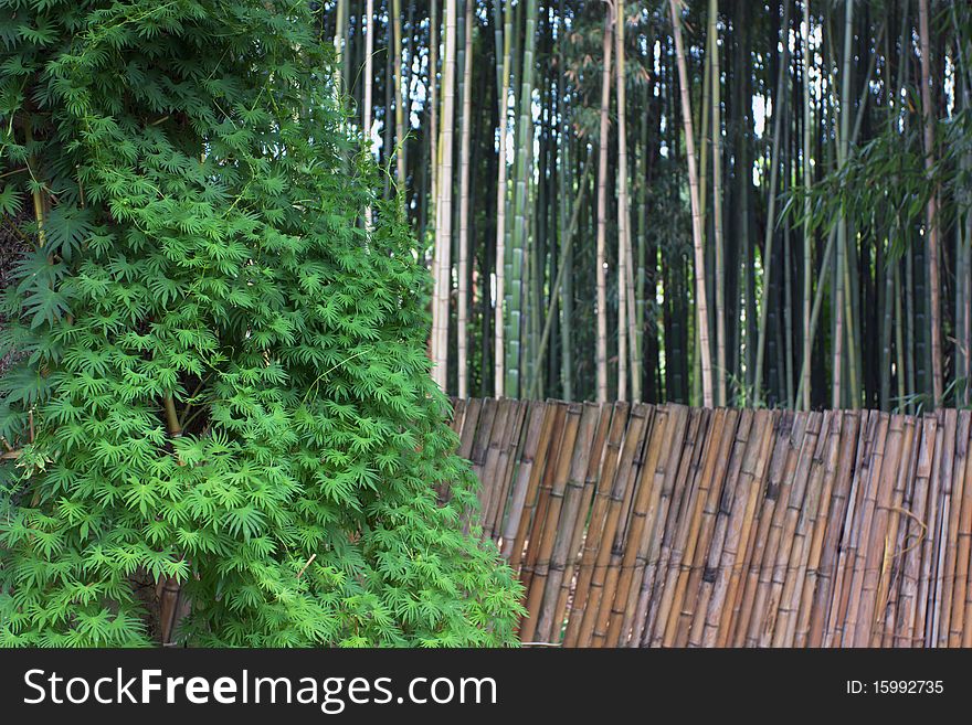 Abstract background. Liana on background bamboo forest.