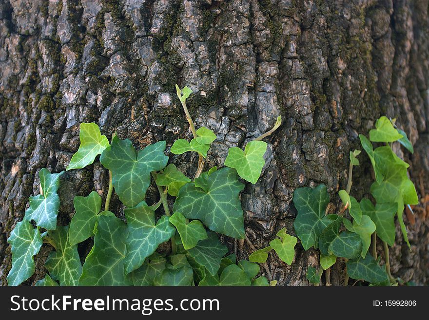 Ivy on old tree background