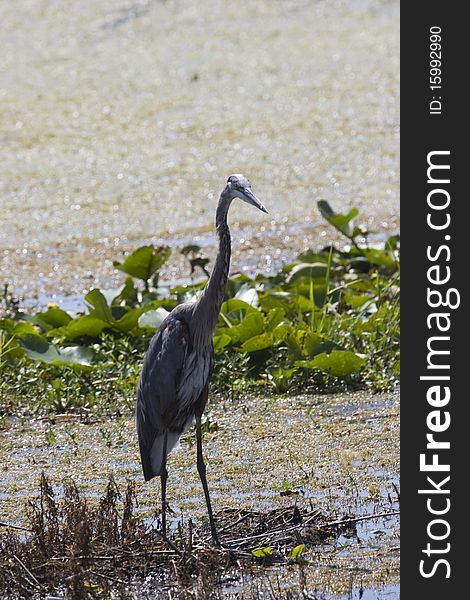 An Anhinga, also known as a snake bird fishing in a lake in Inverness Florida