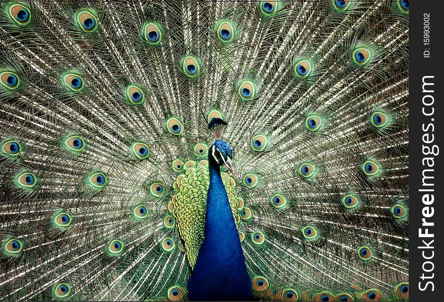 A blue peacock with his tail on display