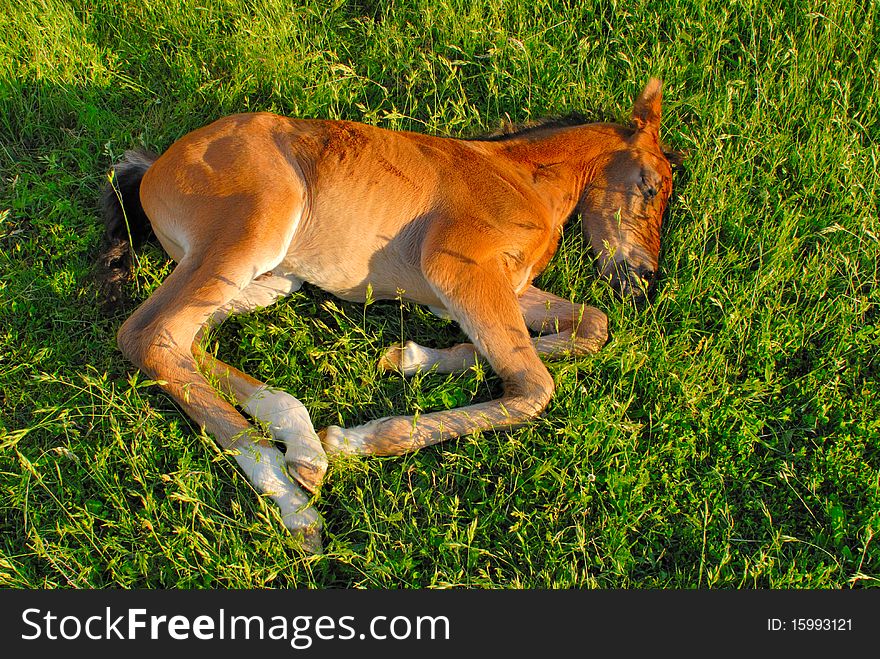 Sleeping colt on the grass inside a meadow