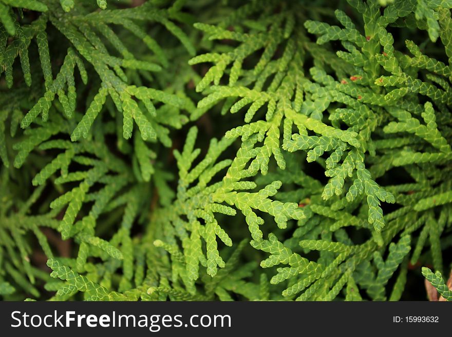 Generic leafy material for a background image. Generic leafy material for a background image