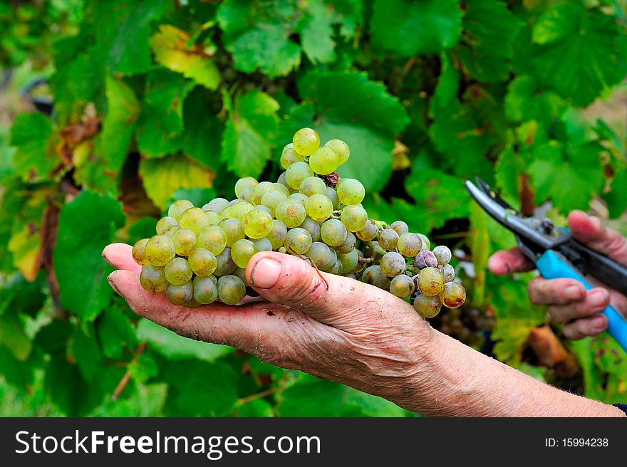 Hand holding a grape with cutter in other hand