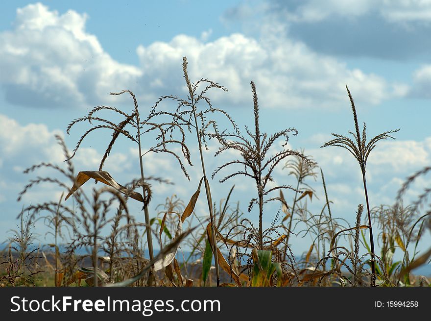 Detail of corn field in the autumn against cloudy sky