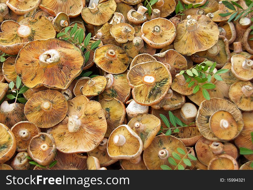 Edible Fungus