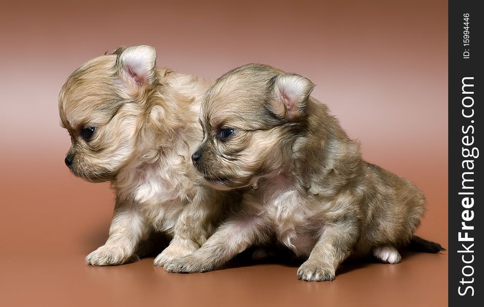 Two puppies of the spitz-dog in studio