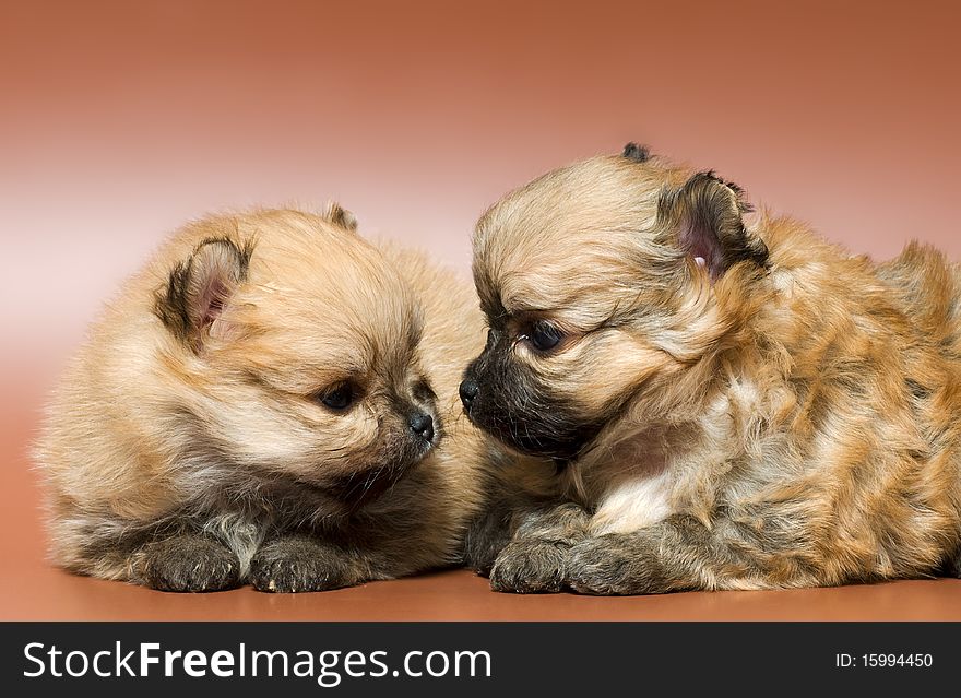 Two puppies of the spitz-dog in studio