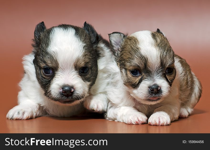 Two puppies of the spitz-dog in studio