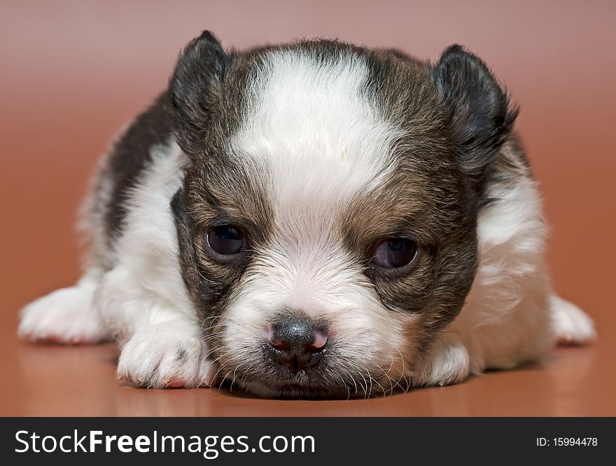 Puppy of the spitz-dog in studio