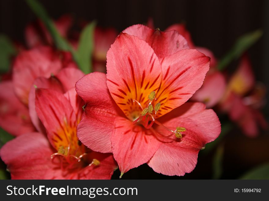 Red oriental lily flower as macro with shallow depth of field. Red oriental lily flower as macro with shallow depth of field.