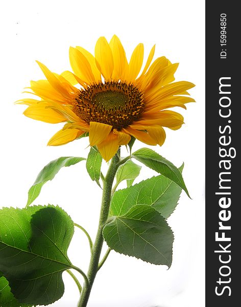 Huge sunflower with white background