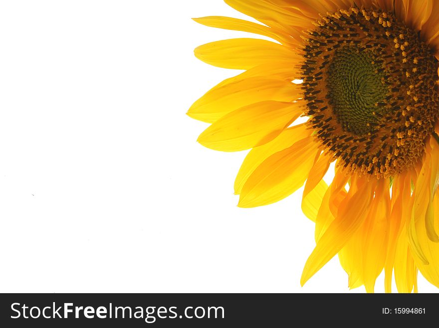 Close up image of sunflower. Close up image of sunflower