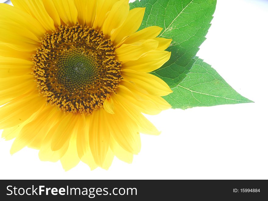 Close up image of sunflower