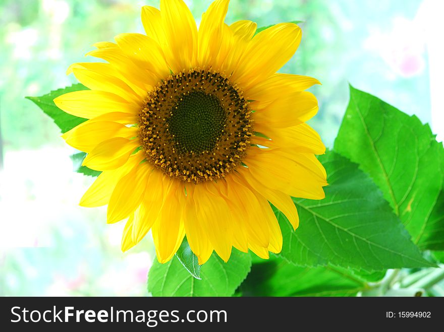 Yellow sunflower with natural background. Yellow sunflower with natural background
