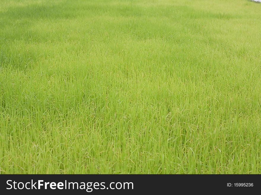 Rice farm in thai country