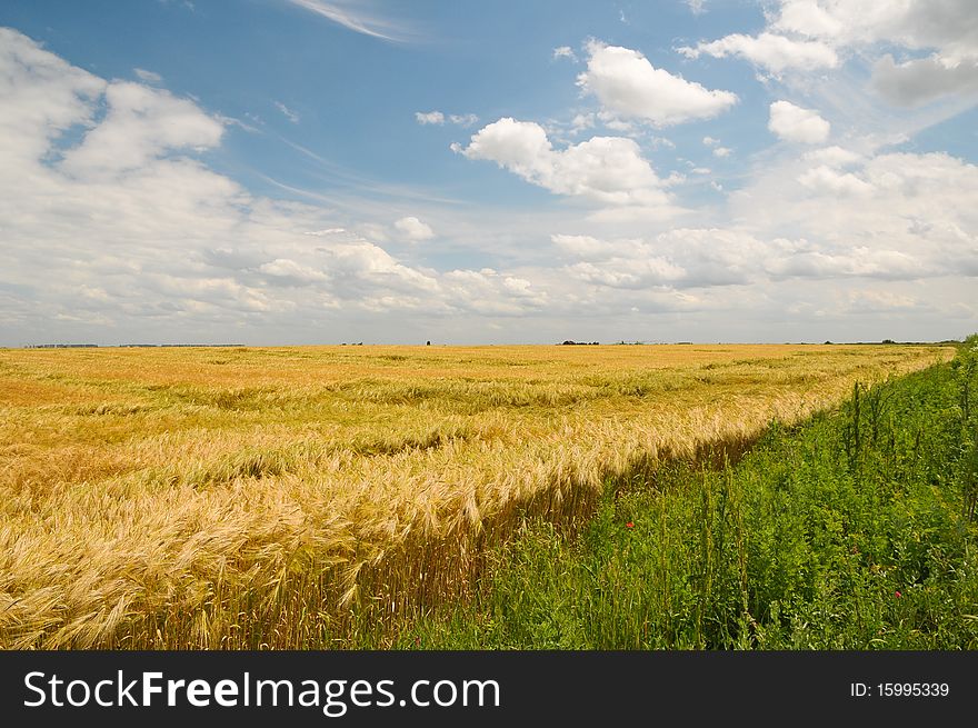 Wheat field under beautiful blue sky