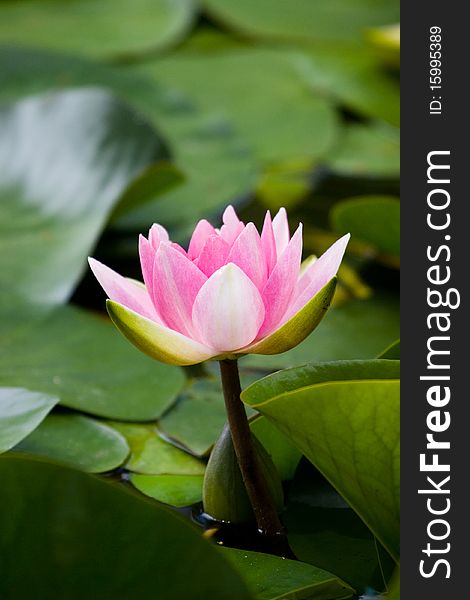 One water lilly surrouded by green leafs. One water lilly surrouded by green leafs.