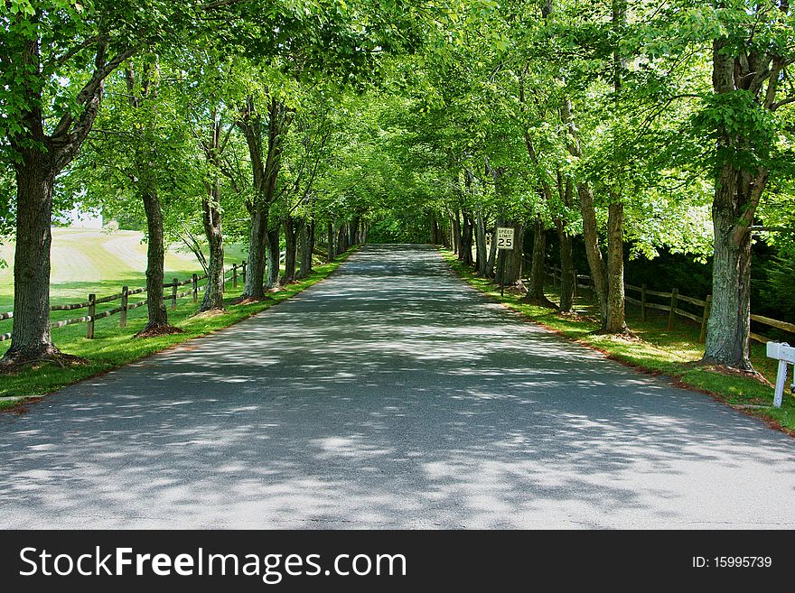 Drive lines with trees and green foliage along the edges for nice shade. Drive lines with trees and green foliage along the edges for nice shade