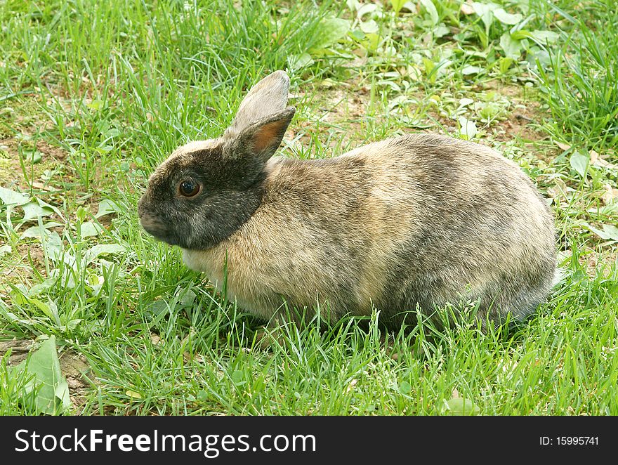 Domesticated bunny feeding on green grass. Domesticated bunny feeding on green grass