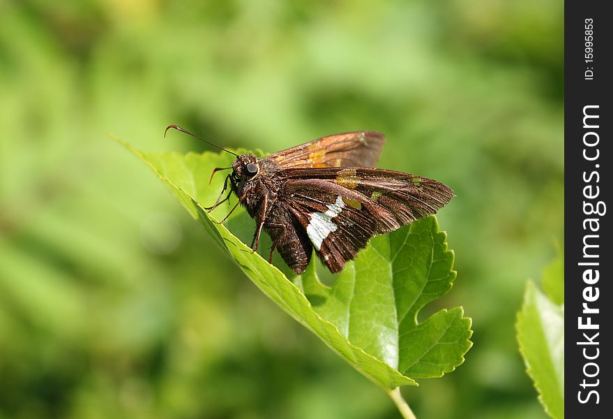 Skipper butterfly resting on a green leave in the meadow