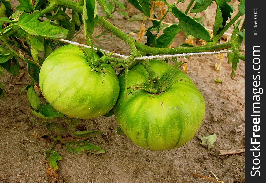 On this photo you can see two green tomatos on a bush.