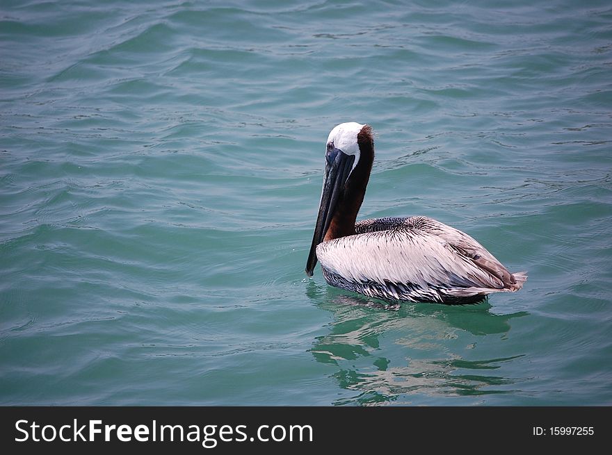 Brown Pelican in the Gulf of Mexico