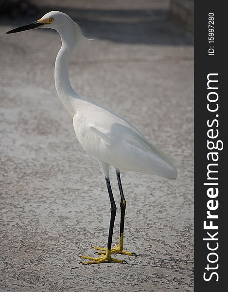 Snowy Egret on a fishing pier in Saint Petersburg Florida