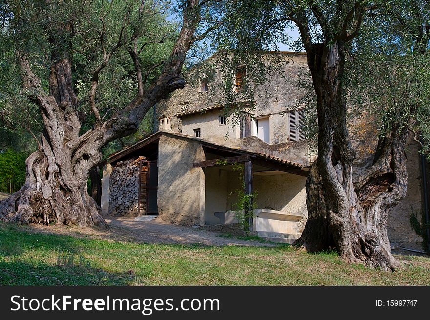 Old farm with olive trees in Province, France.