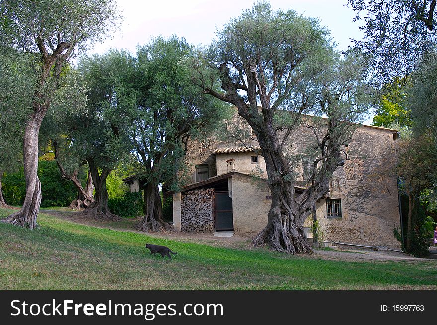 Old farm with olive trees in Province, France.