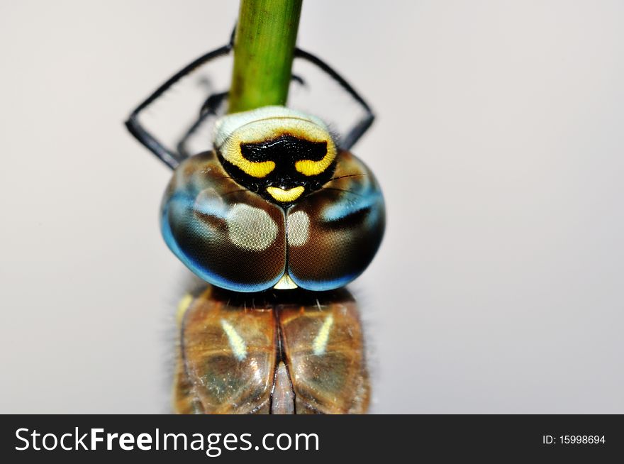 Migrant Hawker (Aeshna affinis) face