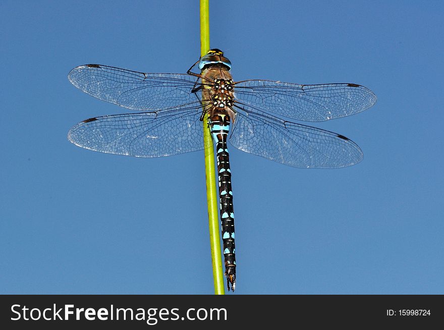 Blue Aeshna Mixta Dragonfly Upon Sky