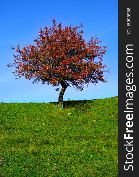 Lonely red leafed tree on green field. Lonely red leafed tree on green field