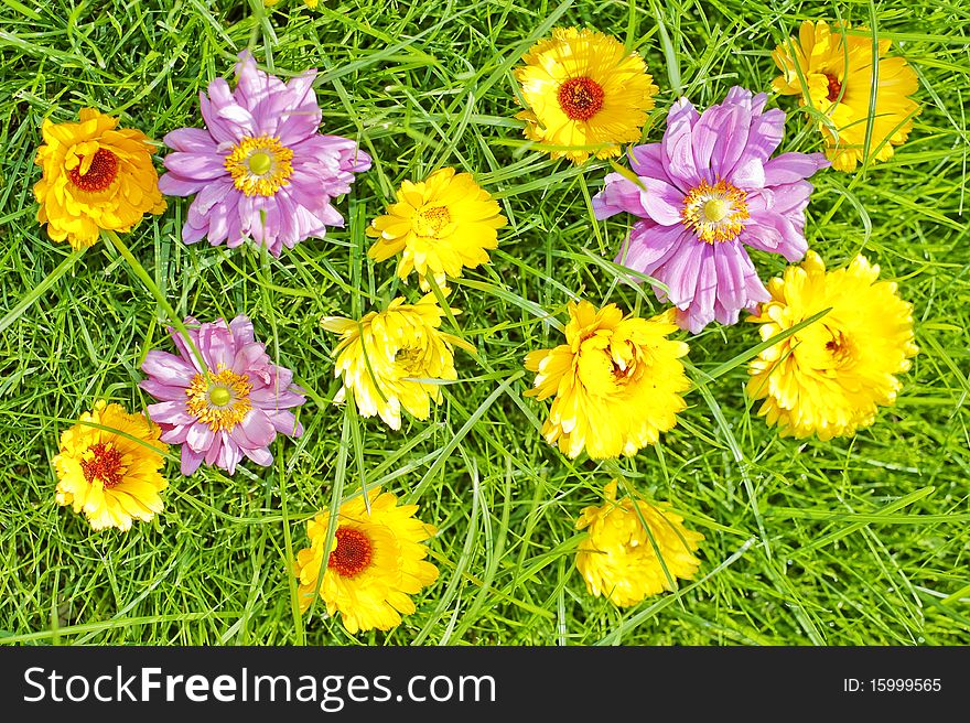 meadow with pink and yellow flowers. meadow with pink and yellow flowers