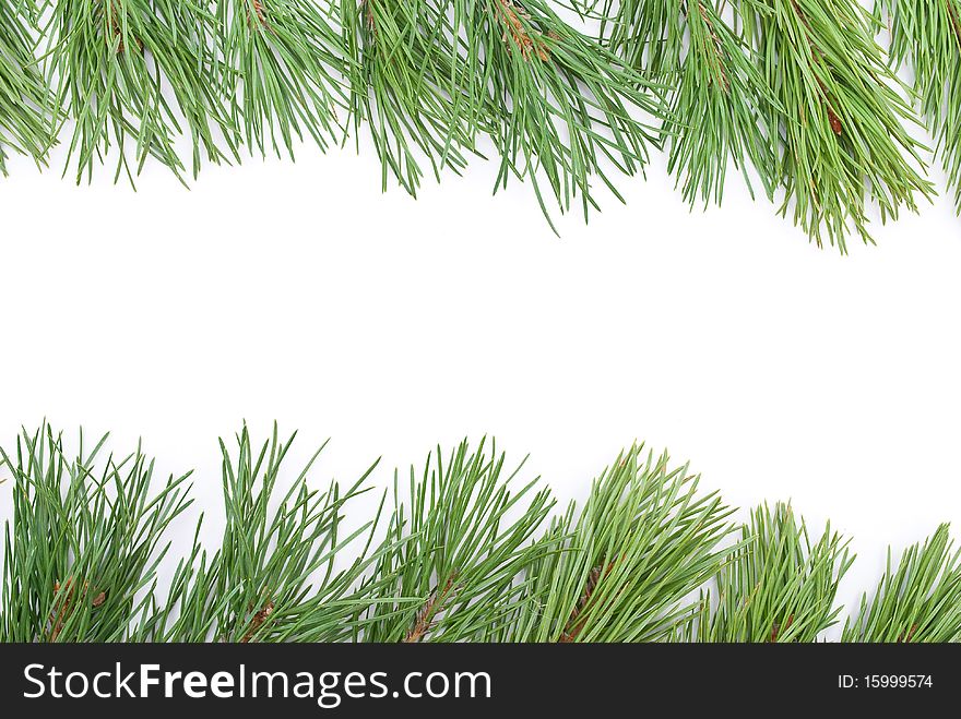 Christmas decoration. Pine branches frame