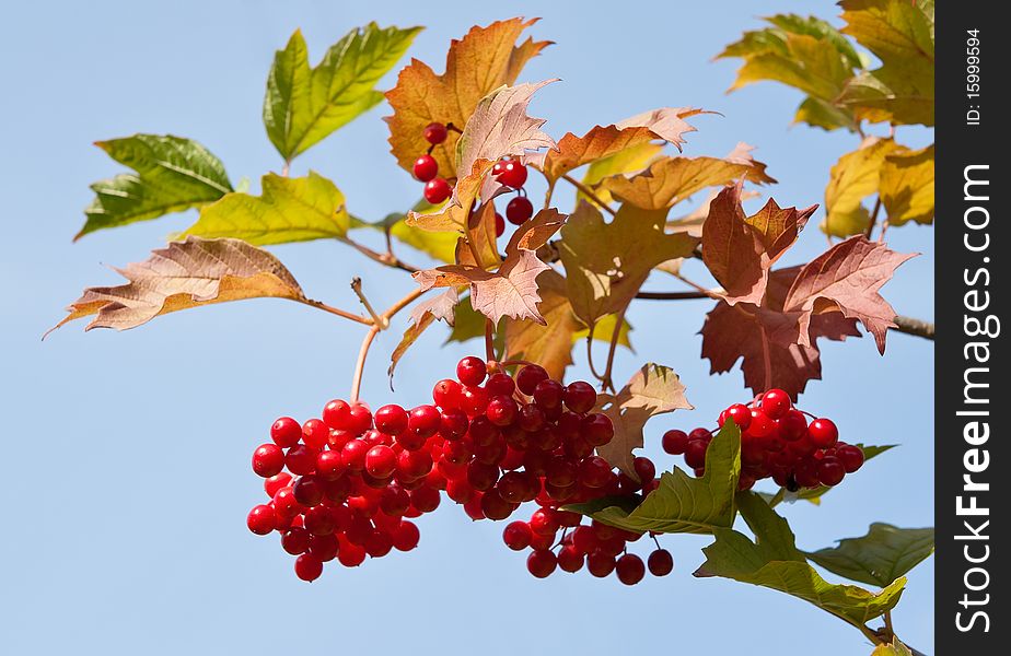 The red berry against the background of blue sky. The red berry against the background of blue sky.