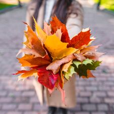 Bouquet Of Yellow Maple Leaves Close Up In Woman Hand Royalty Free Stock Images
