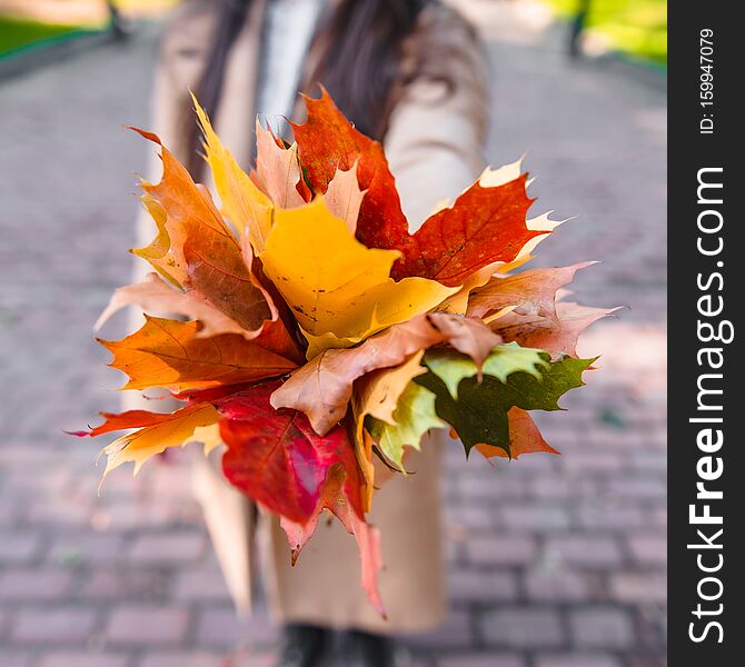 Bouquet of yellow maple leaves close up in woman hand autumn is coming