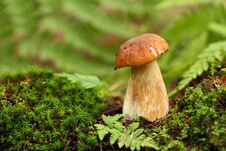 Cep, Mushroom In Autumn Forest. Stock Images