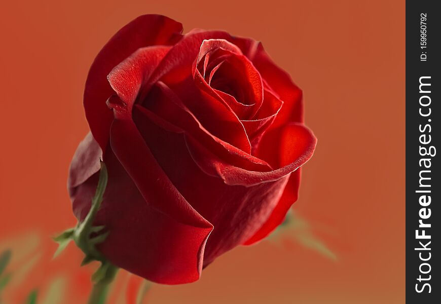 Red rose on a green stem is illuminated by the bright morning sun