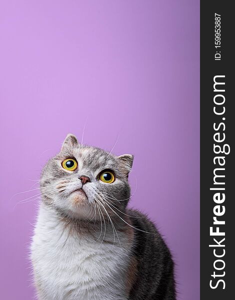 Close up portrait of purebred scottish fold cat purple background. Close up portrait of purebred scottish fold cat purple background