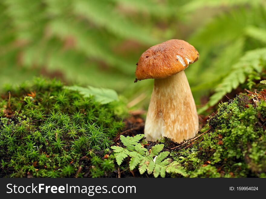 Cep, mushroom in autumn forest.