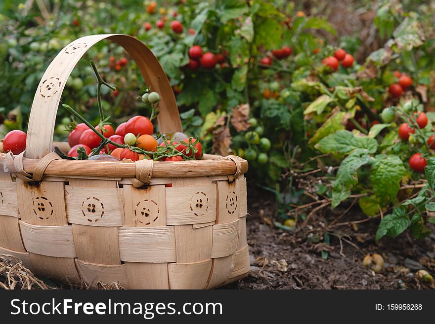 Wooden basket filled with tomatoes in the garden. Wooden basket filled with tomatoes in the garden