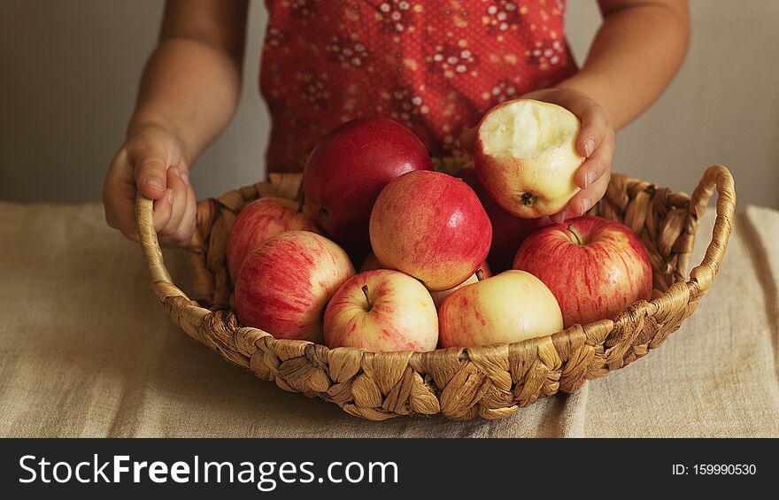 A child holds a wicker basket full of harvested apples. Autumn is the time to harvest. Natural products. Green crop