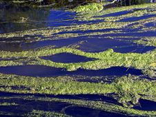 River With Duckweed Stock Photography River With Duckweed Stock Photography
